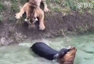Vídeo chocante mostra burro sendo jogado aos tigres em zoológico