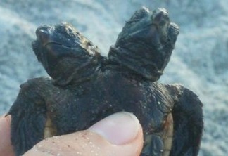 Pesquisadores encontram tartaruga marinha de duas cabeças em praia nos EUA