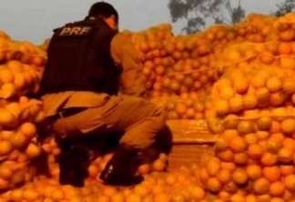 Homem é preso com 2t de maconha escondida em carga de laranja