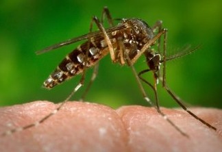 FEBRE AMARELA: vírus da doença é identificado em outros mosquitos