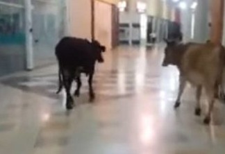 VEJA VÍDEO: Vacas são flagradas 'passeando' em shopping no Sul de Minas