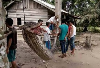 Homem vence luta com cobra gigante na Indonésia - VEJA FOTOS