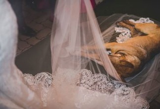 Cachorro invade casamento, deita no véu da noiva e viraliza na internet - VEJA VÍDEO