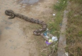 Moradores encontram cobra de quase três metros em bairro de João Pessoa