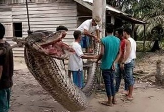 ANACONDA: Homem mata cobra de quase 8 metros