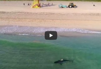 Drone flagra tubarão nadando perto de banhistas; Veja
