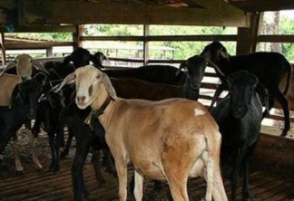 Quadrilha rouba todo o rebanho de ovelhas e cabras de produtor rural do Cariri
