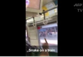 VEJA VÍDEO: Homem mata cobra com as próprias mãos dentro de vagão de metrô