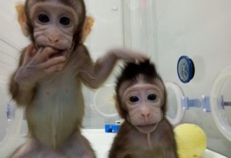 ONG diz que clonagem de macacos é 'espetáculo de horror'
