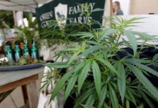FILE - In this Sept. 28, 2017, file photo, marijuana plants are displayed at the Green Goat Family Farms stand at "The State of Cannabis," a California industry group meeting in Long Beach, Calif. California on Monday, Jan. 1, 2018, becomes the nation's largest state to offer legal recreational marijuana sales. In general, the state will treat cannabis like alcohol, allowing people 21 and older to possess up to an ounce of pot and grow six marijuana plants at home. Voters approved legalization in 2016. (AP Photo/Damian Dovarganes, File)