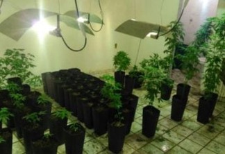Polícia encontra plantação com 200 pés de maconha dentro de uma casa em Santa Rita