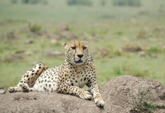 VEJA VÍDEO: Homem sobrevive a ataque de guepardo após ficar parado