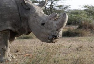 Morre último rinoceronte-branco do norte macho do mundo