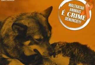 ABRIL LARANJA: Mais de 30 cães mortos em Igaracy e ONG em João Pessoa resgata mais de 90, nesse mês campanha conscientiza sobre maus tratos contra animais