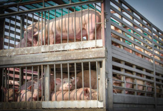 Em desespero, suinocultores falam em soltar porcos nos trevos