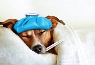 Cães podem ser responsáveis pela próxima pandemia de gripe