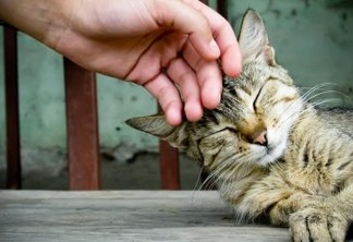 Clínica abre vaga de emprego para interessados em fazer carinho em gatos