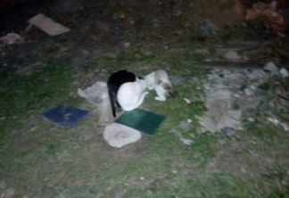 Matança de gatos em condomínio próximo a CEHAP revolta população de João Pessoa