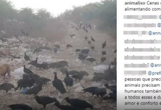 Moradores denunciam maus-tratos e morte de animais em lixão de Monteiro
