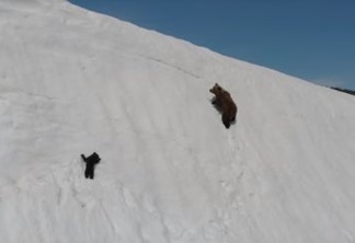 Vídeo de ursos em penhasco gera debate sobre uso de drones na natureza, assista