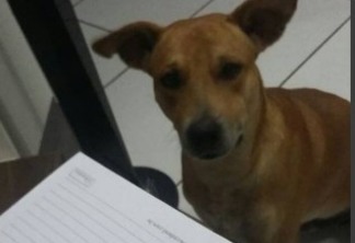 CRUELDADE: Cachorro é esfaqueado e queimado, no interior da Paraíba