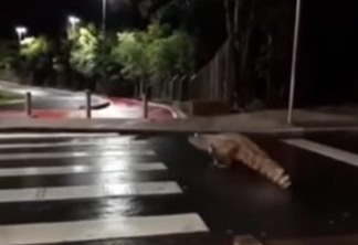 VEJA VÍDEO: jacaré é flagrado 'atravessando' faixa de pedestre