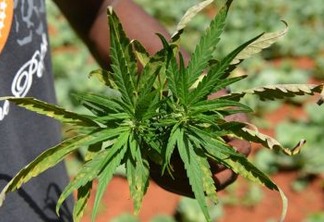 À CAMINHO DA DISCRIMINALIZAÇÃO? Comissão do Senado aprova autorização para plantar cannabis para uso terapêutico