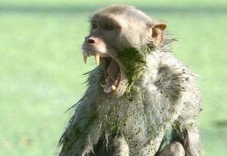 MORDIDA NA CABEÇA: macaco rouba e mata bebê de 12 dias 