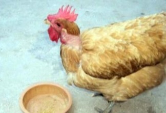Após seis anos Polícia prende novamente Nego Delano, suspeito de ter furtado e matado a galinha Rafinha