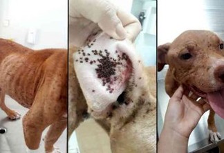 VEJA VÍDEO: Dono é multado em R$ 3 mil por cão infestado por carrapatos