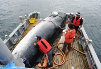 Japão deixa comissão que protege baleias e anuncia volta da caça comercial