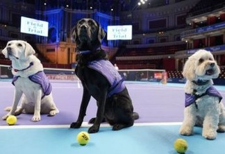 'Cãodulas' roubam a cena e substituem boleiros humanos em torneio de tênis em Londres