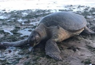 Tartaruga gigante é encontrada morta na praia do Cabo Branco