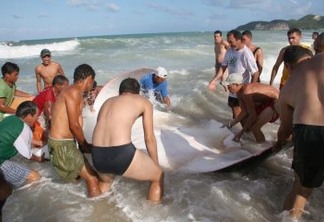 Arraia gigante chama a atenção de banhistas na praia de Ponta Negra