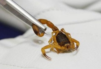 No verão, pais devem ter cuidado redobrado para evitar picada de escorpião em crianças
