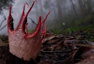 Fungo 'alienígena' é visto em floresta na China