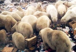Cidade russa declara estado de emergência após invasão de 50 ursos polares - VEJA VÍDEO