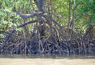 Corpo de homem é encontrado no mangue do Porto do Capim