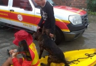 UM RESGATE ANIMAL: Bombeiros usam caiaques para resgatar pessoas e um cachorro que estavam ilhados após chuvas em João Pessoa
