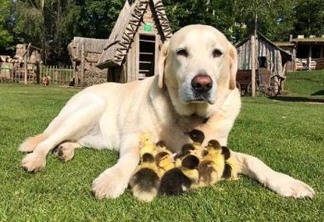 Labrador adota patinhos órfãos e vira mãe deles - VEJA VÍDEO