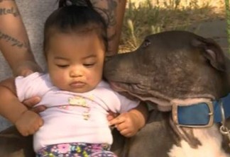 Pitbull salva vida de bebê ao arrastá-la pela fralda durante incêndio