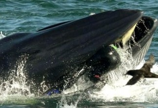 Homem sobrevive após ser parcialmente engolido por baleia - VEJA VÍDEO