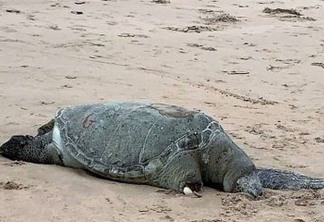 Três tartrugas marinhas são encontradas mortas no litoral da grande João Pessoa