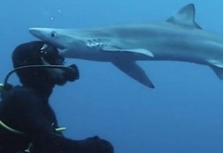 Tubarão 'beija' a cabeça de cientista durante mergulho na África do Sul