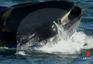 Mergulhador acaba na boca de baleia, mas consegue escapar