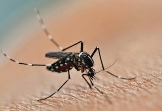 46 municípios da Paraíba têm risco de surto de dengue, zika e chikungunya