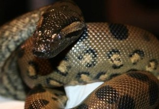Cobra sucuri fêmea engravida a si mesma e tem filhotes saudáveis