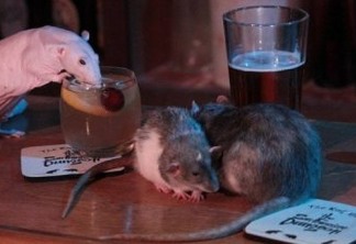 EXÓTICO: Bar permite que ratos passeiem livremente e tomem bebidas