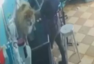 MAUS TRATOS: Funcionária é flagrada agredindo cachorro em pet shop; VEJA VÍDEO
