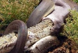 REFEIÇÃO: Cobra Píton flagrada engolindo crocodilo inteiro; VEJA FOTOS